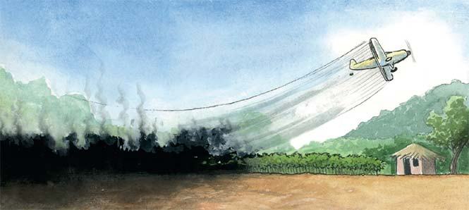 Estancados en la erradicación de cultivos ilícitos